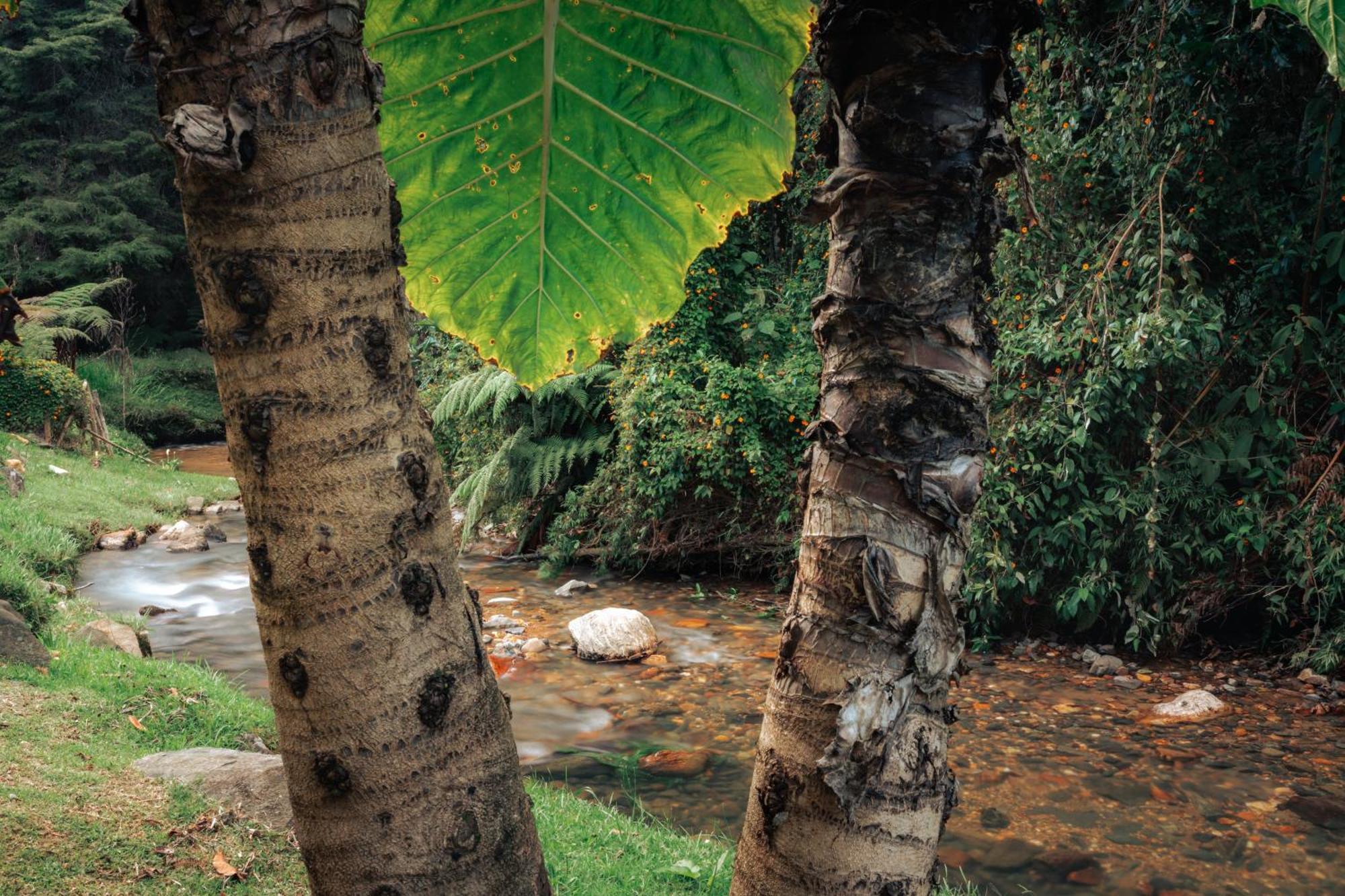 Отель Bubblesky Glamping 15 Min From Medellin Рионегро Экстерьер фото